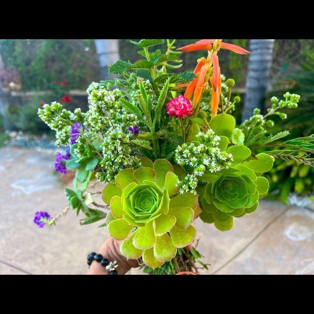 Unique hand grown, succulent posey bouquets for any occasion.